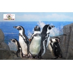 У пингвинов Гумбольдта из нижегородского зоопарка "Лимпопо" появился опекун